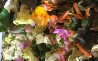 Laitues classiques avec arroche, fleurs de capucine et fleurs de mauve