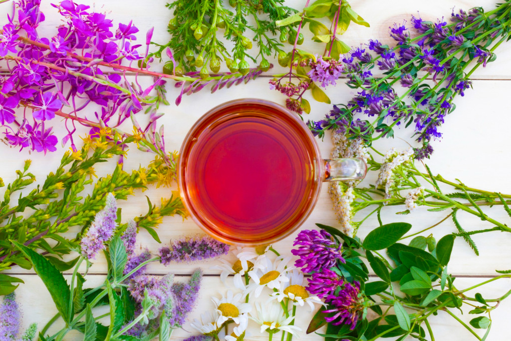 🌿 Techniques de conservation des plantes sauvages / Tisanes et infusions